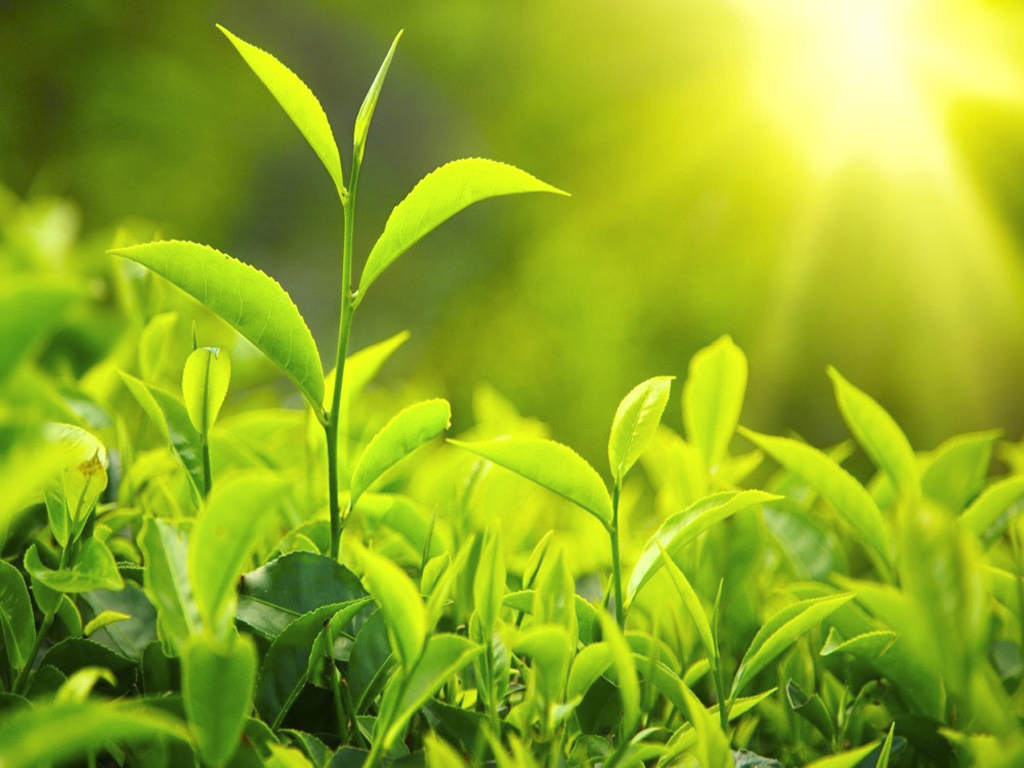 mỹ phẩm sinh học Navacos